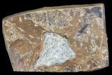 Fossil Ginkgo Leaf From North Dakota - Paleocene #81230-1